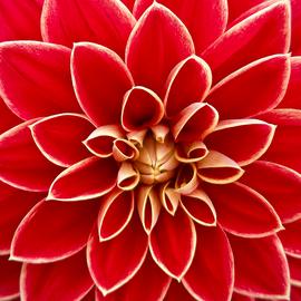 Muurdecoratie fotoschilderij bloemen - dahlia asteraceae